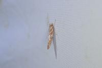 Pyroderces argyrogrammos