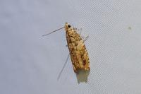 Epinotia abbreviana