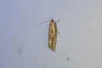 Eucosma cana