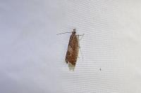 Dichrorampha acuminatana