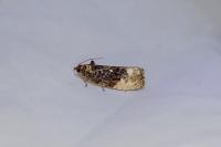 Hedya nubiferana