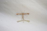 Amblyptilia acanthadactyla