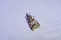 Eudonia mercurella
