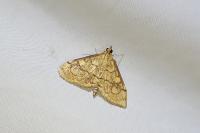 Anania verbascalis