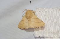 Malacosoma neustria