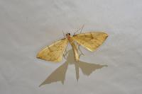 Gandaritis pyraliata