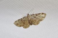 Pasiphila chloerata