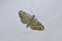 Pasiphila rectangulata