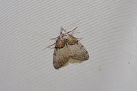 Nola cucullatella