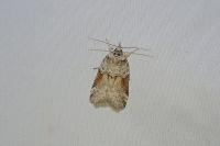 Nycteola siculana