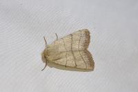 Charanyca trigrammica