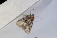 Oligia strigilis
