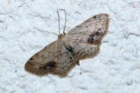 Idaea dimidiata