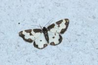 Lomaspilis marginata