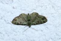 Pasiphila rectangulata
