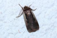 Ochropleura plecta