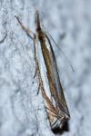Crambus pascuella