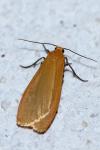 Wittia sororcula