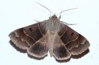 Minucia lunaris