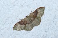 Idaea degeneraria