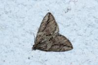 Thera cupressata