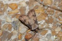 Agrotis puta