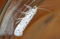 Yponomeuta cagnagella