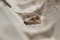 Elaphria venustula