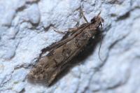 Teleiopsis diffinis