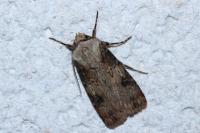 Agrotis puta