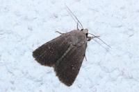 Caradrina flavirena