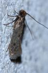 Tinea pellionella