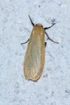 Wittia sororcula