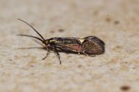 Esperia sulphurella