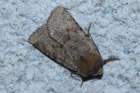 Spudaea ruticilla