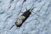 Trichophaga tapetzella