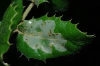 Acrocercops brongniardella