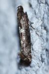 Acrolepiopsis assectella