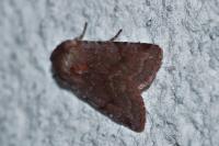 Cerastis rubricosa