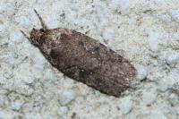 Agonopterix heracliana