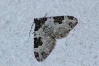 Xanthorhoe fluctuata