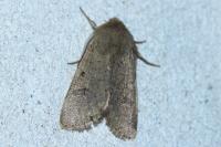 Orthosia cruda