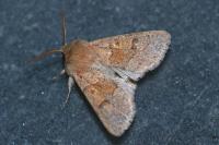Orthosia miniosa