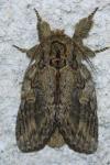 Peridea anceps
