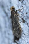 Monopis imella
