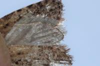 Agonopterix heracliana