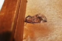 Cosmia pyralina