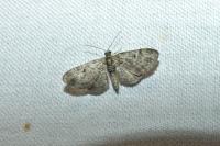 Pasiphila rectangulata