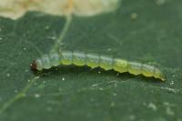 Lyonetia clerkella