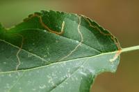 Lyonetia clerkella